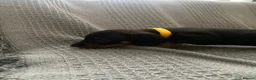 Miniature Dachshund dogs for sale: Beautiful Black and Tan miniature dachshund  - Advert 5