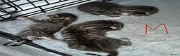 Mixed Breed cats for sale: Gorgeous mixed kittens looking for their new home - Advert 4