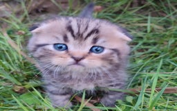 Scottish Fold cats for sale: 🆘🆘READY!🆘🆘Scottish shorthair  - Image 14
