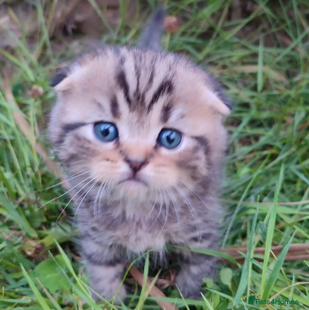 Scottish Fold cats for sale: 🆘🆘READY!🆘🆘Scottish shorthair  - Image 14