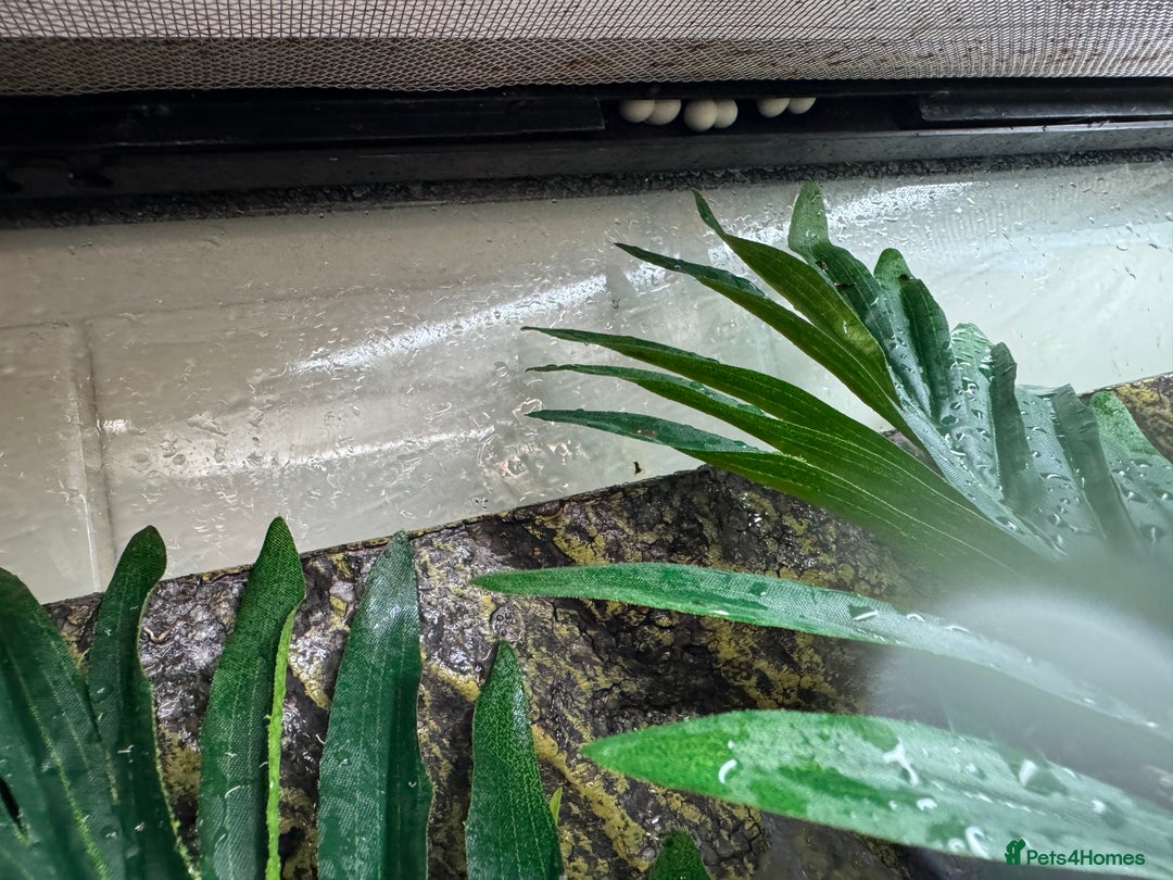Gecko reptiles for sale: Full mourning gecko enclosure  - Image 9