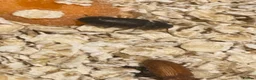 Beetles invertebrates for sale: Mealworm Breeding Kit – 20 Darkling Beetles - Advert 2