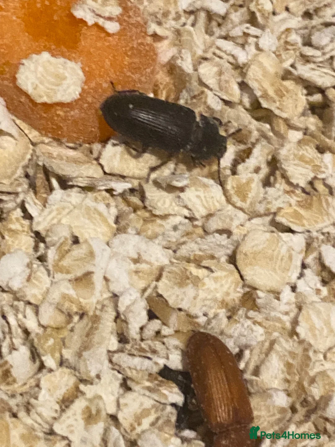 Beetles invertebrates for sale: Mealworm Breeding Kit – 20 Darkling Beetles - Advert 2