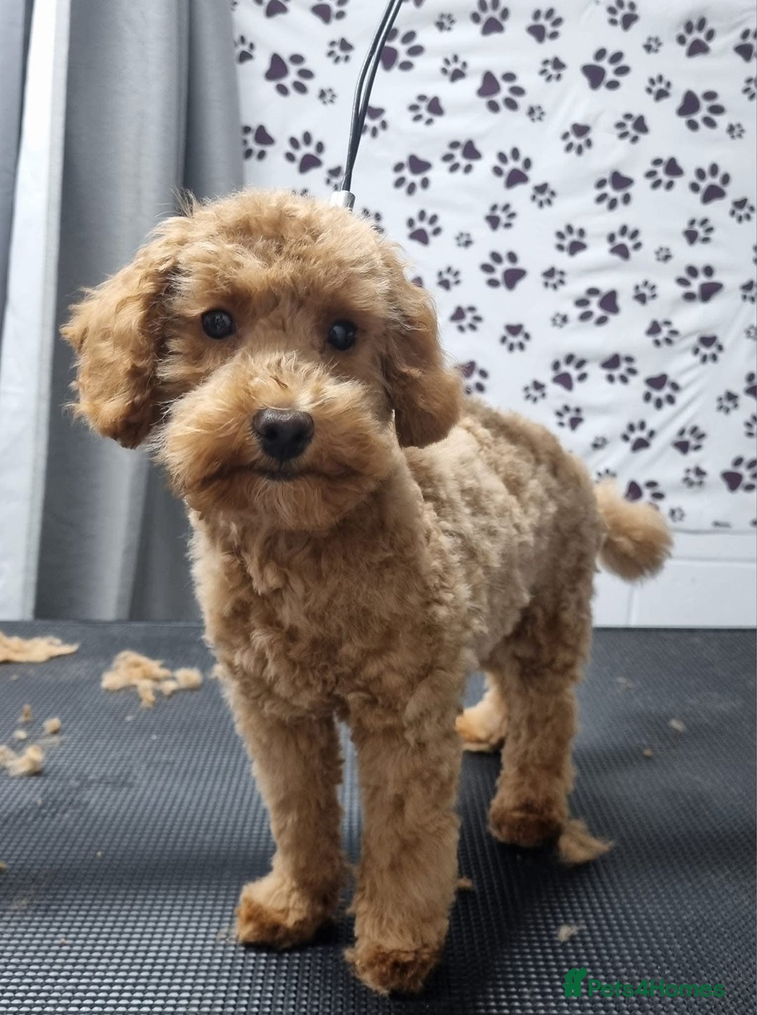 Cockapoo dogs for stud: Toy cockapoo for stud!!  - Image 3