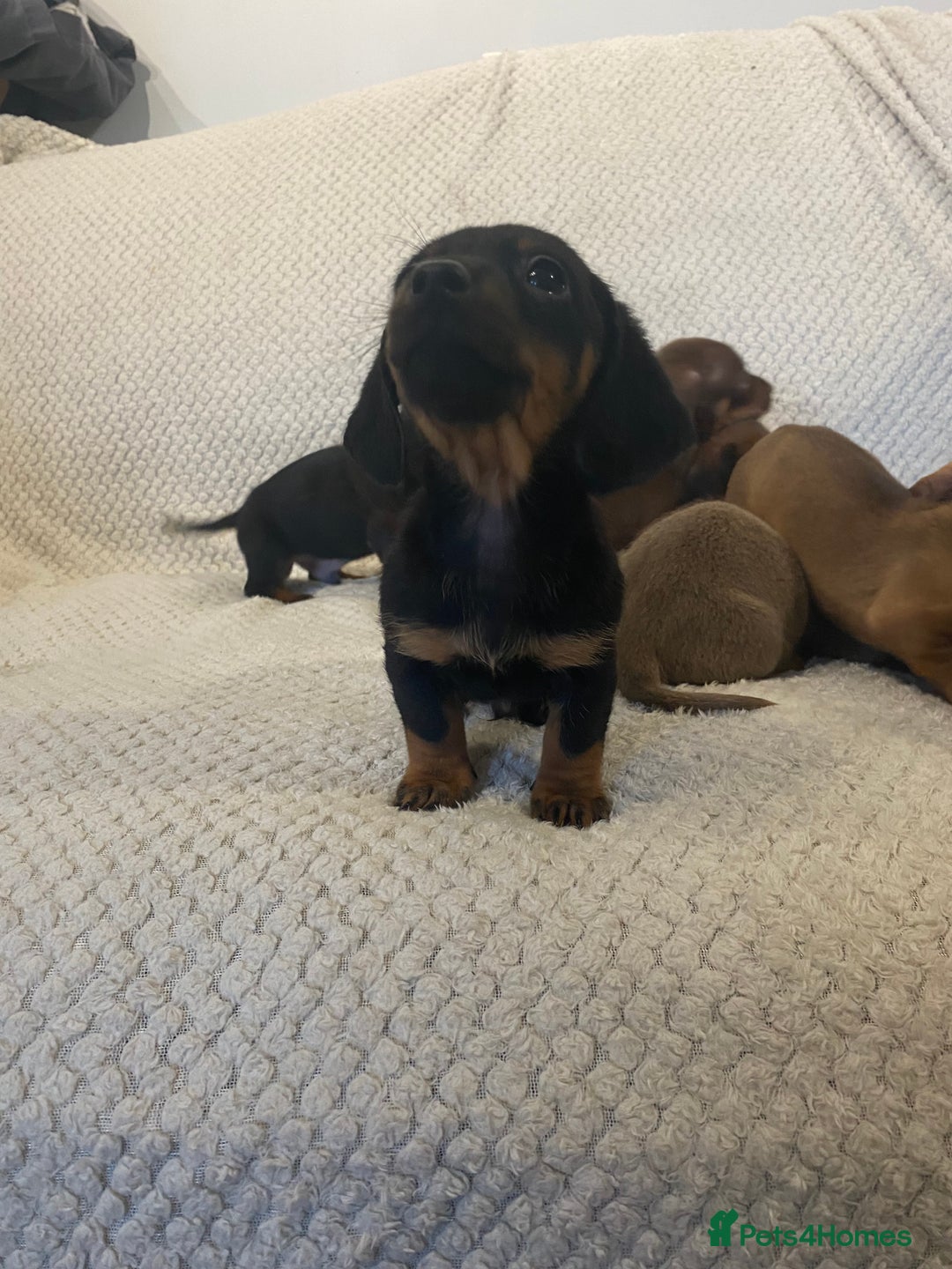 Miniature Dachshund dogs for sale: Miniature Dachshund Puppy 6 - READY NEXT WEEK - Miniature dachshund puppies  - Image 16
