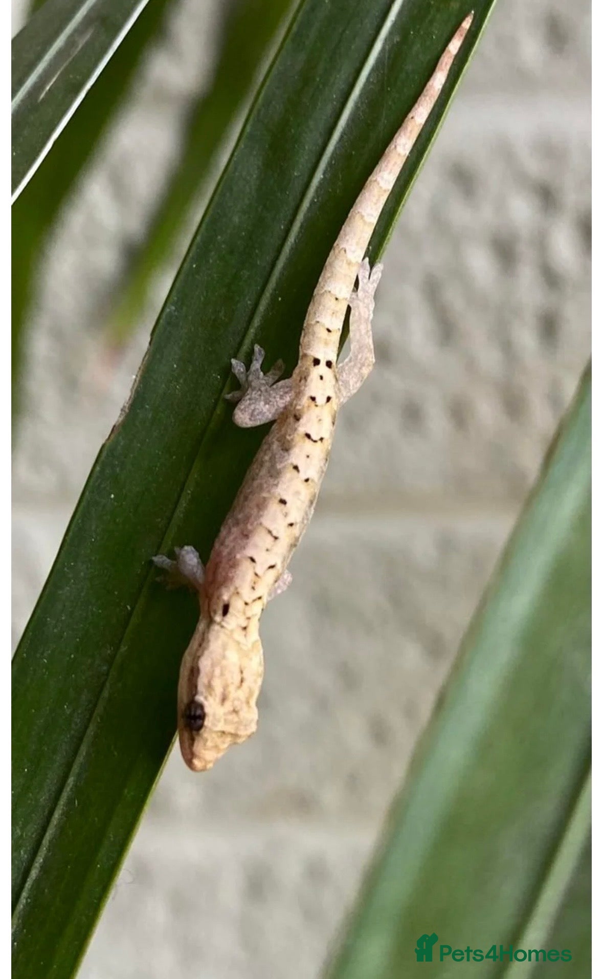 Gecko reptiles Mourning gecko - Advert 11