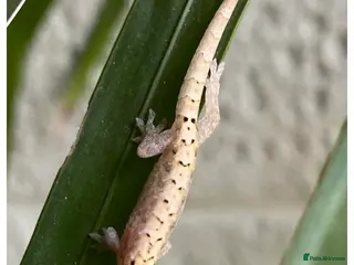 Gecko reptiles Mourning gecko - Advert 11