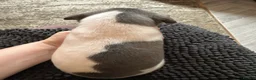 Mixed Breed dogs for sale: 🐾Reduced🐾READY NOW!!Italian x whippet pups! - Advert 31