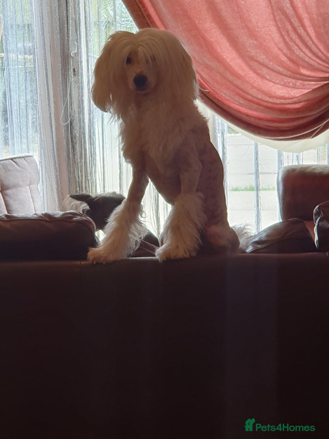 Chinese Crested dogs for stud: Mr stanley STUD ONLY KC REGISTERED  in Swindon - Image 12