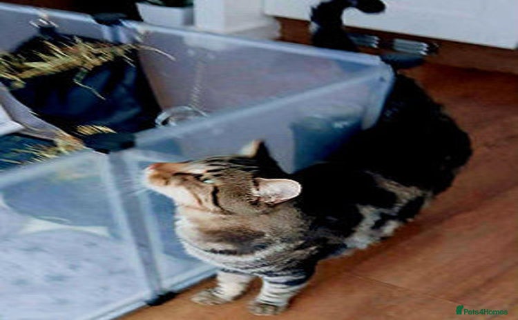 Mixed Breed cats - Advert 1