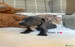 Staffordshire Bull Terrier dogs for sale: STAFFORDSHIRE BULL TERRIERS💚 - Image 11