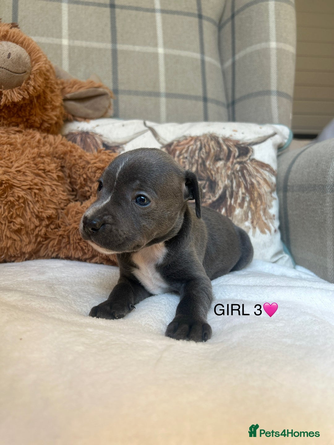 Staffordshire Bull Terrier dogs for sale: STAFFORDSHIRE BULL TERRIERS💚 - Image 11