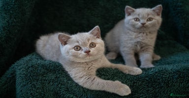 British Shorthair cats - Advert 3