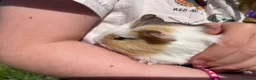 Guinea Pig rodents for sale: Male & Female Guinea Pigs - Advert 4