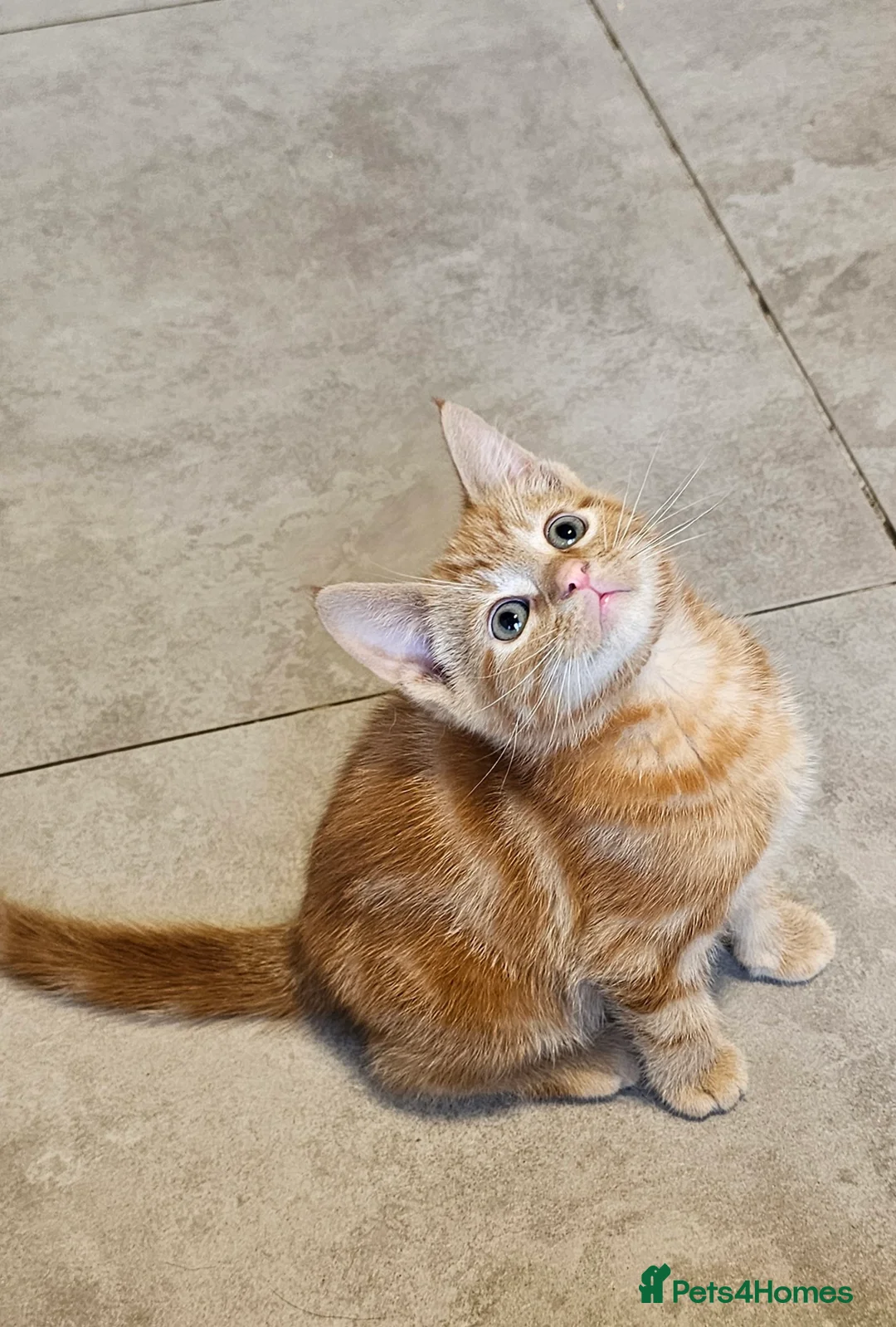 Mixed Breed cats for sale: kittens in Horley - Advert 1