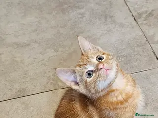 Mixed Breed cats kittens - Advert 1