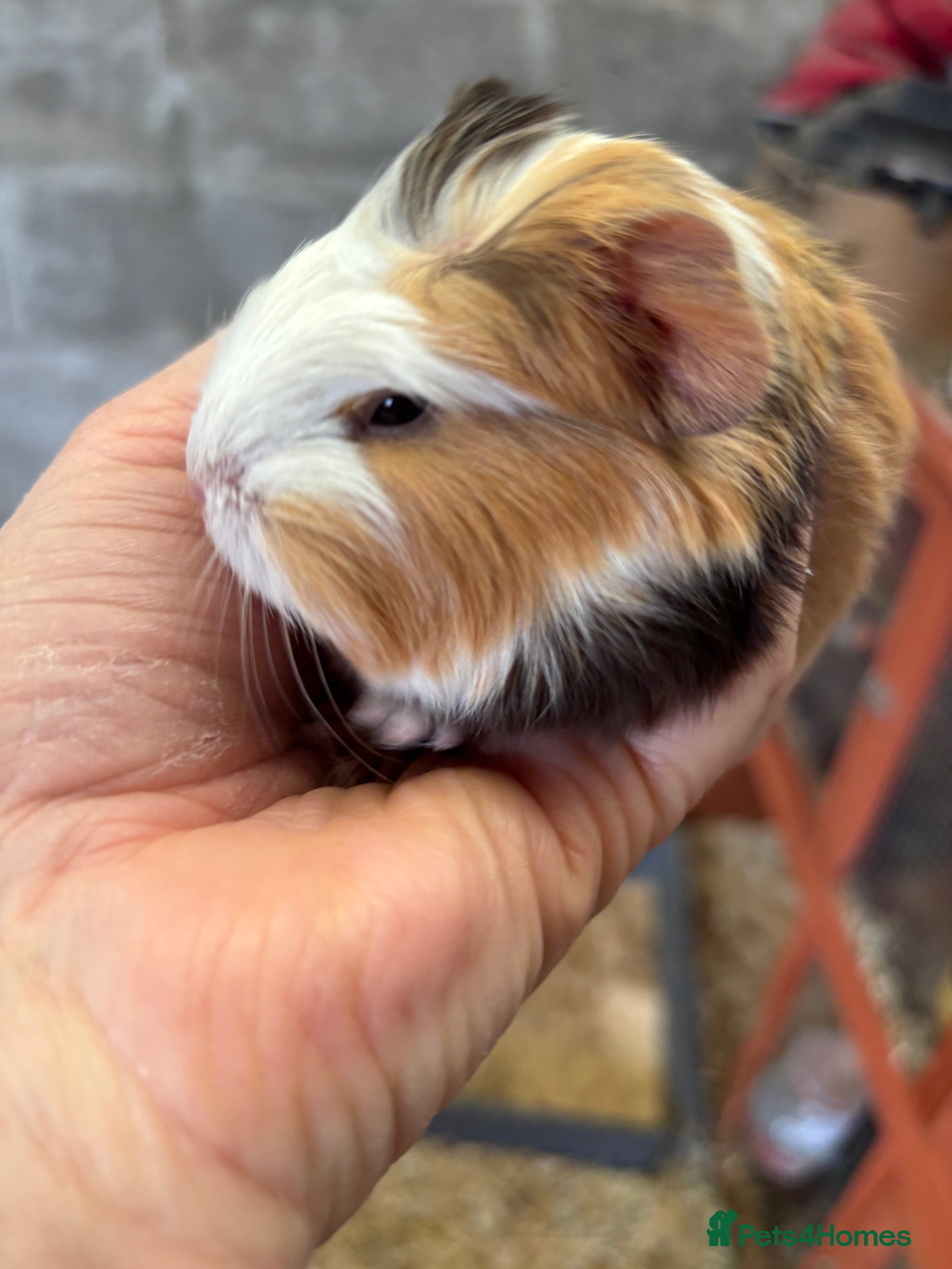 Guinea Pig rodents Adorable baby Guinea pigs for sale - Advert 10