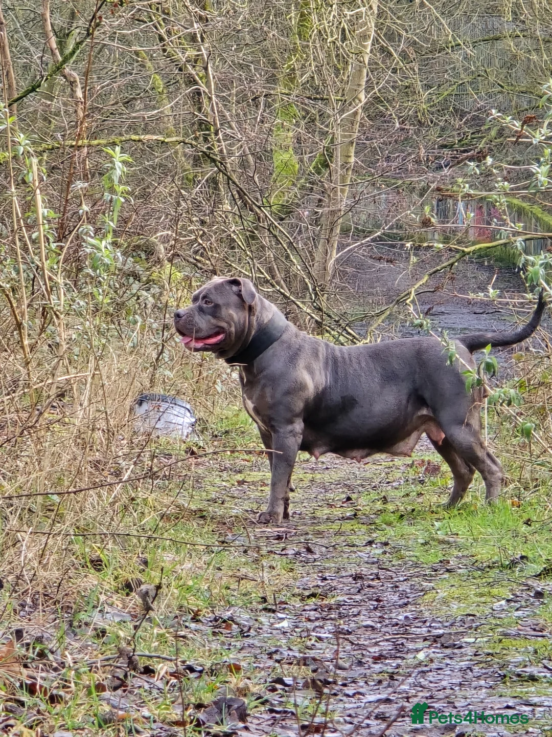 American Bulldog dogs for sale: American bulldog puppies - Advert 16