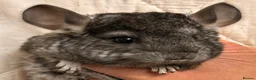 Chinchilla rodents for sale: Baby Chinchillas For Sale  - Advert 2