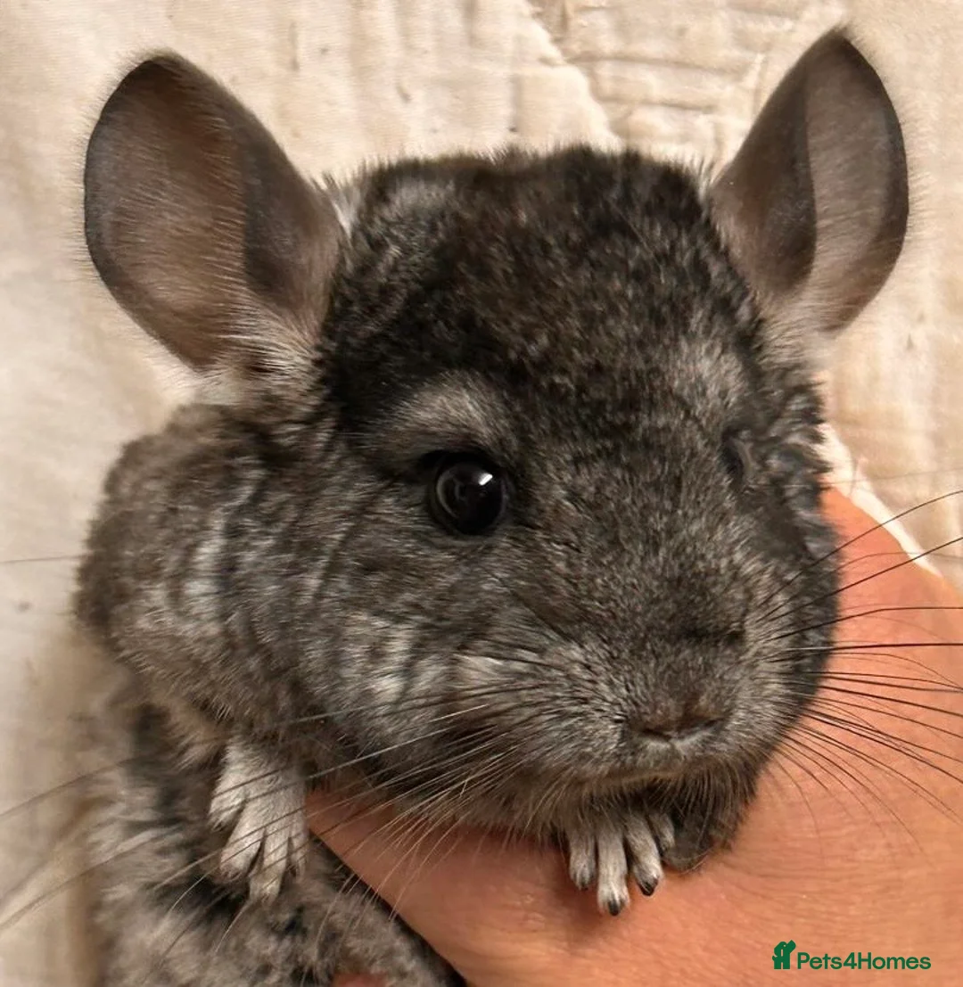 Chinchilla rodents for sale: Baby Chinchillas For Sale  - Advert 2