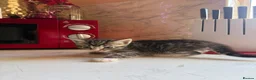 Domestic Shorthair cats for sale: 4 Beautiful Kittens in Wolverhampton - Advert 8