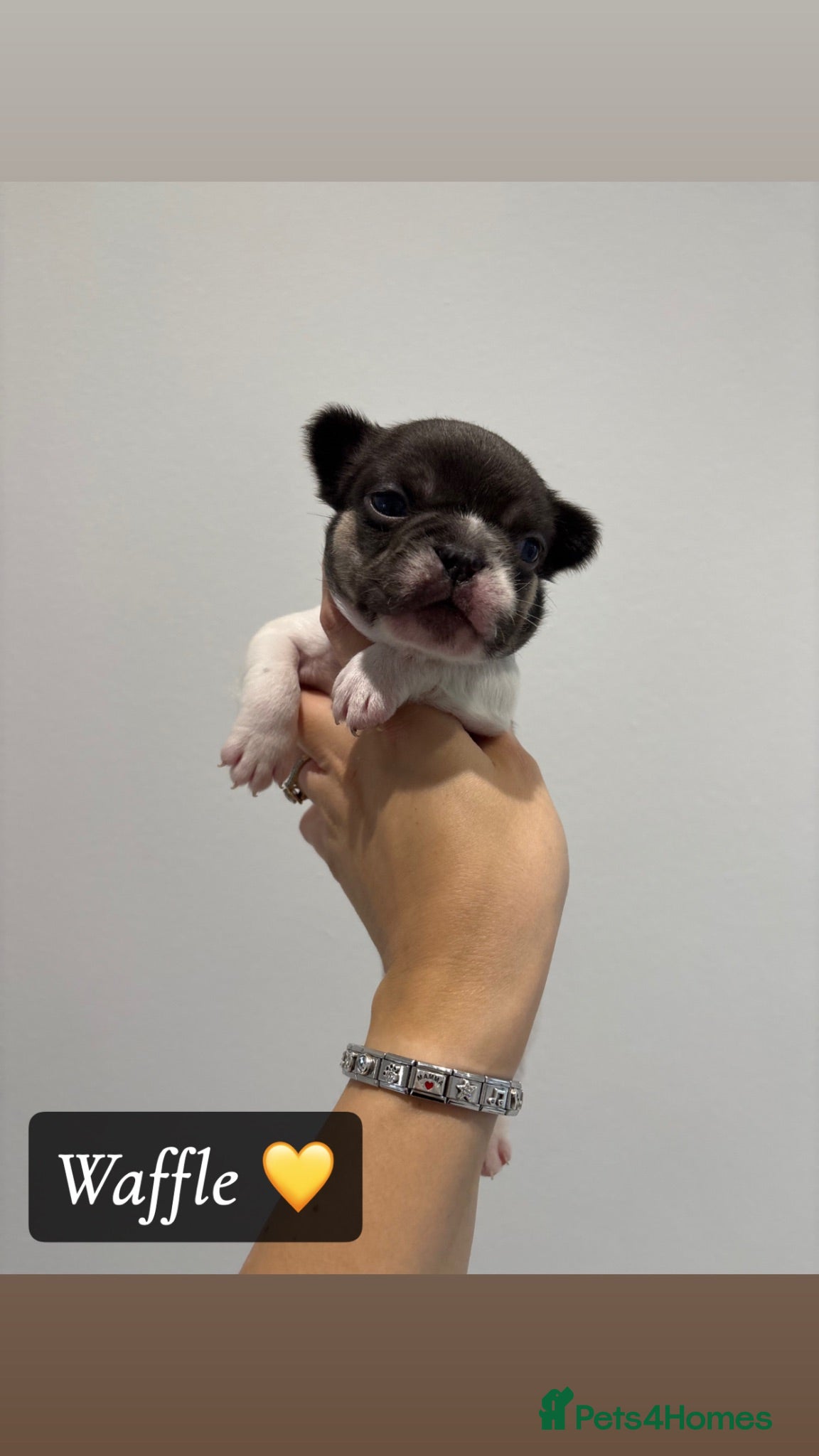French Bulldog dogs French bull dog pups - Advert 1