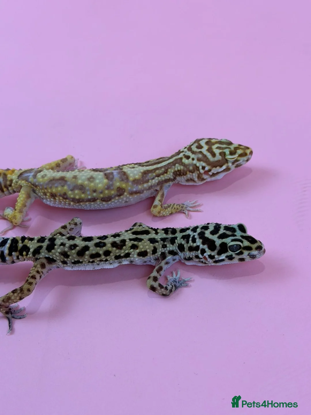 Leopard Gecko reptiles for sale: x2 female leopard geckos  in Stowmarket - Advert 1