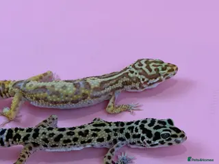 Leopard Gecko reptiles x2 female leopard geckos - Advert 4