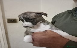 Whippet dogs for sale: Top Class Whippet Puppies bred from Champions - Image 9