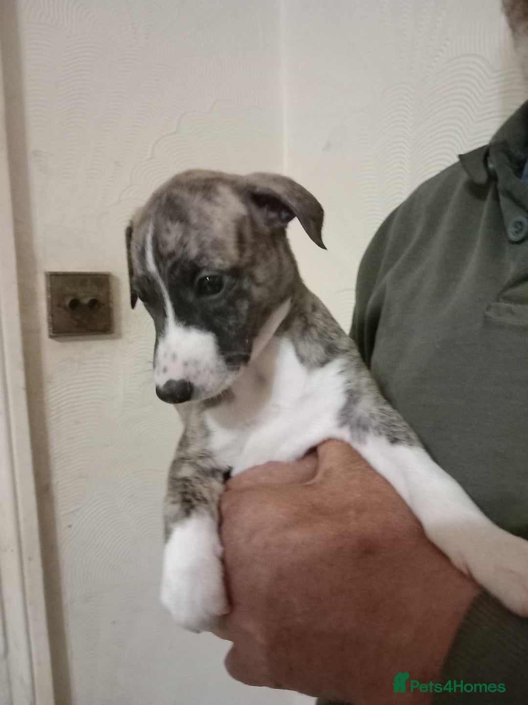 Whippet dogs for sale: Top Class Whippet Puppies bred from Champions - Image 9