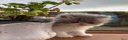 Persian cats for sale: Exotic long haired kittens male and female  - Advert 15