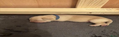 Blue Collar