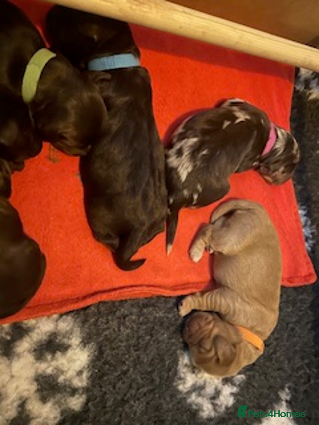 Cockapoo dogs for sale: Stunning litter of cockapoos, 2 males, 3 females - Advert 15