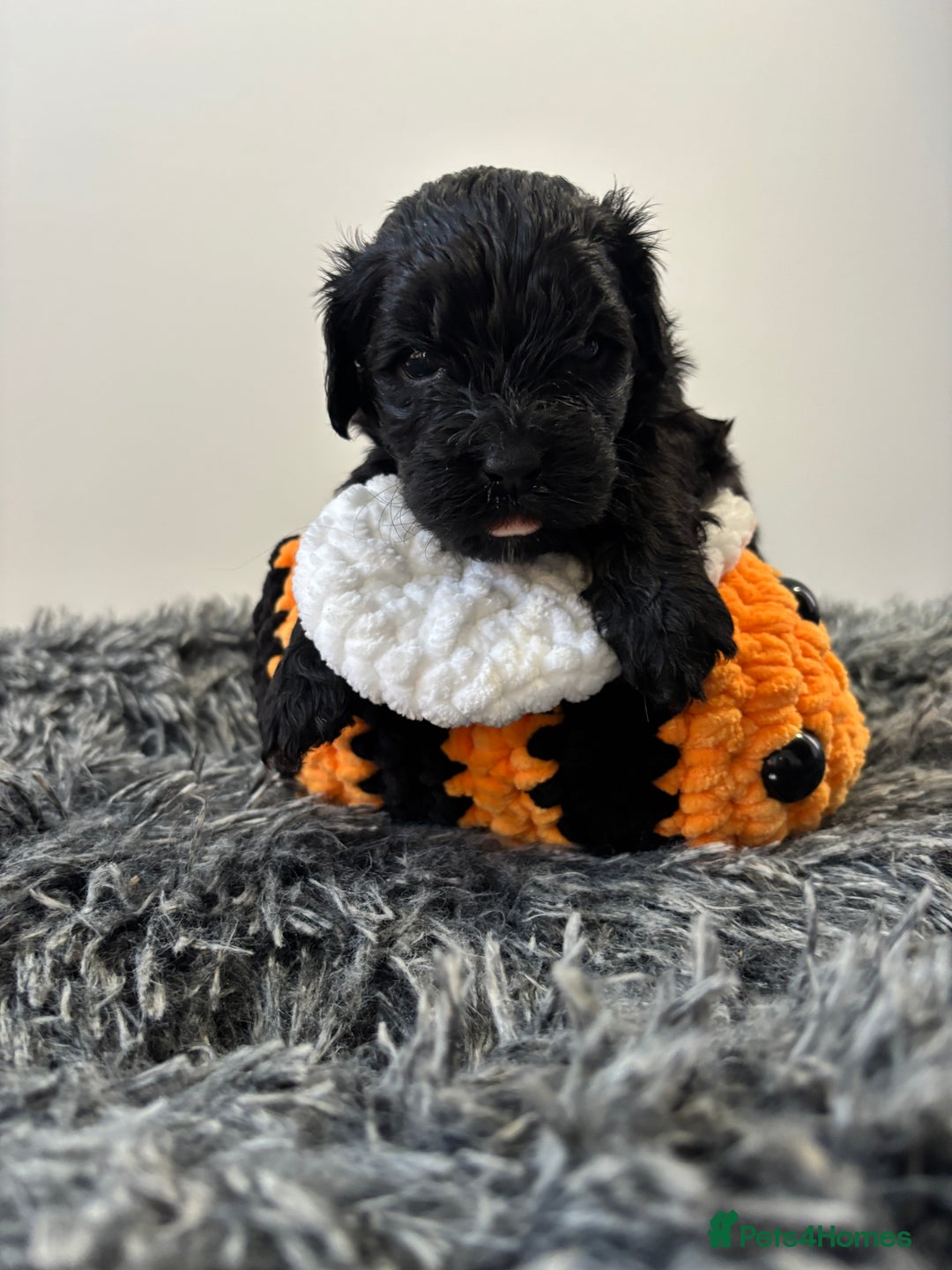 Mixed Breed dogs for sale: Beautiful Sproodle x Lhasa Apso Puppies - Advert 17