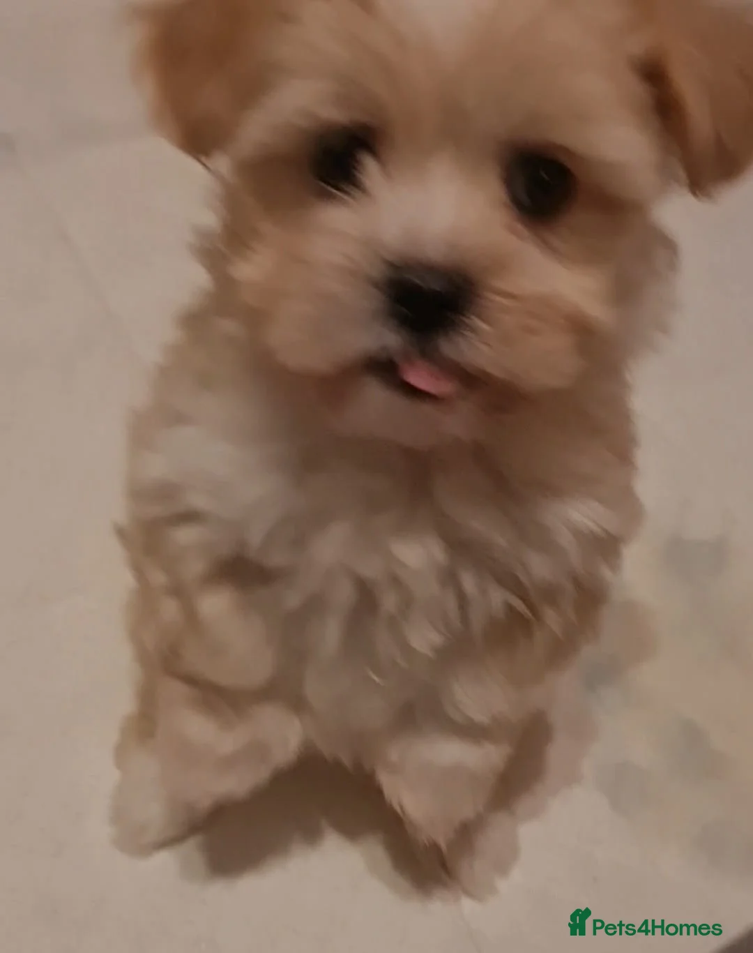 Mixed Breed dogs for sale: Havanese x Maltese Havamalts - Advert 2