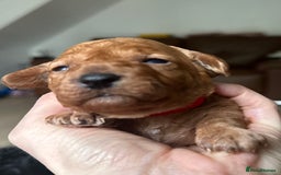 Toy Poodle dogs for sale: Red & black toy poodles  - Image 3