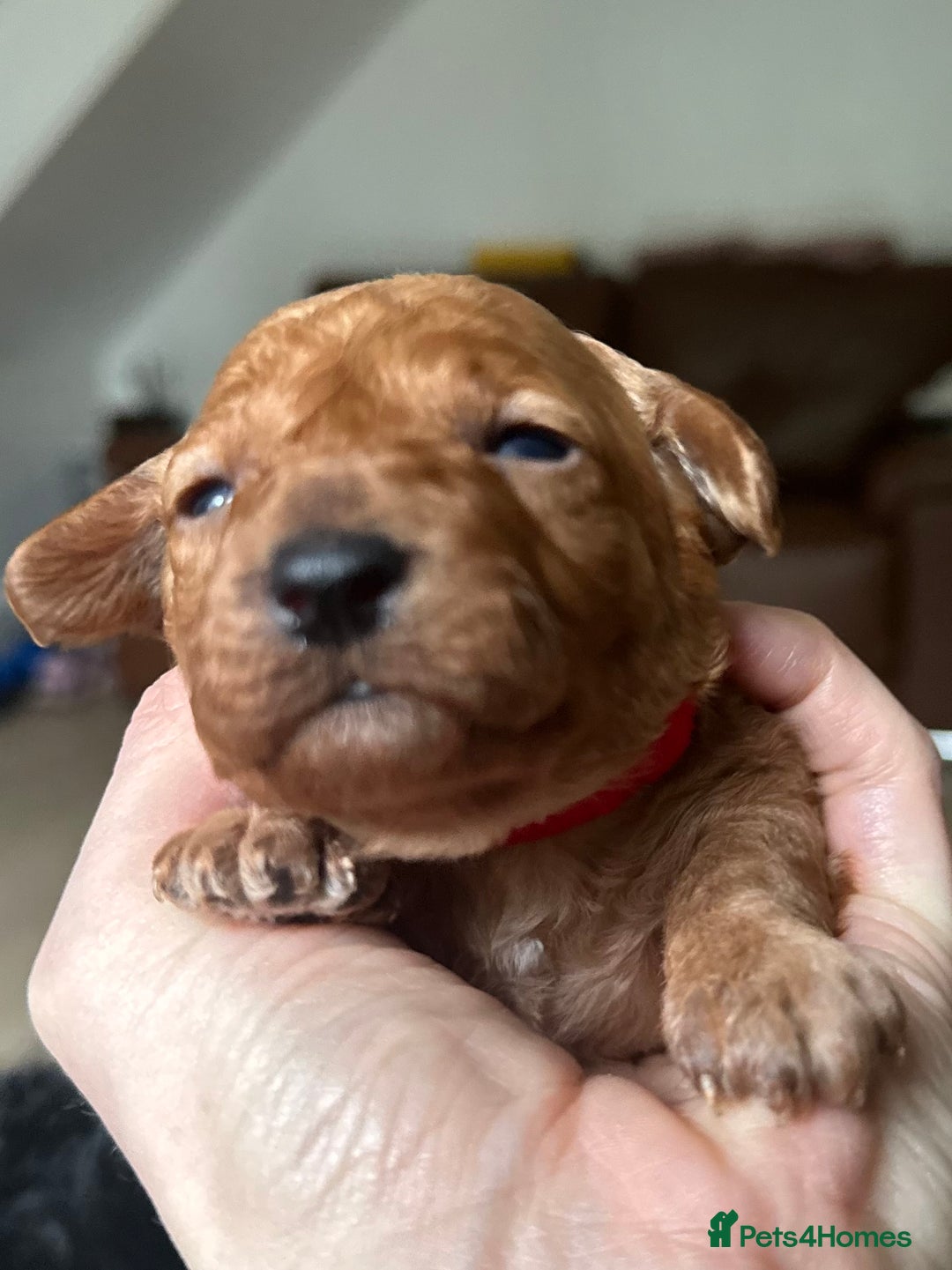 Toy Poodle dogs for sale: Red & black toy poodles  - Image 3