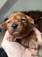 Toy Poodle dogs - Advert 2