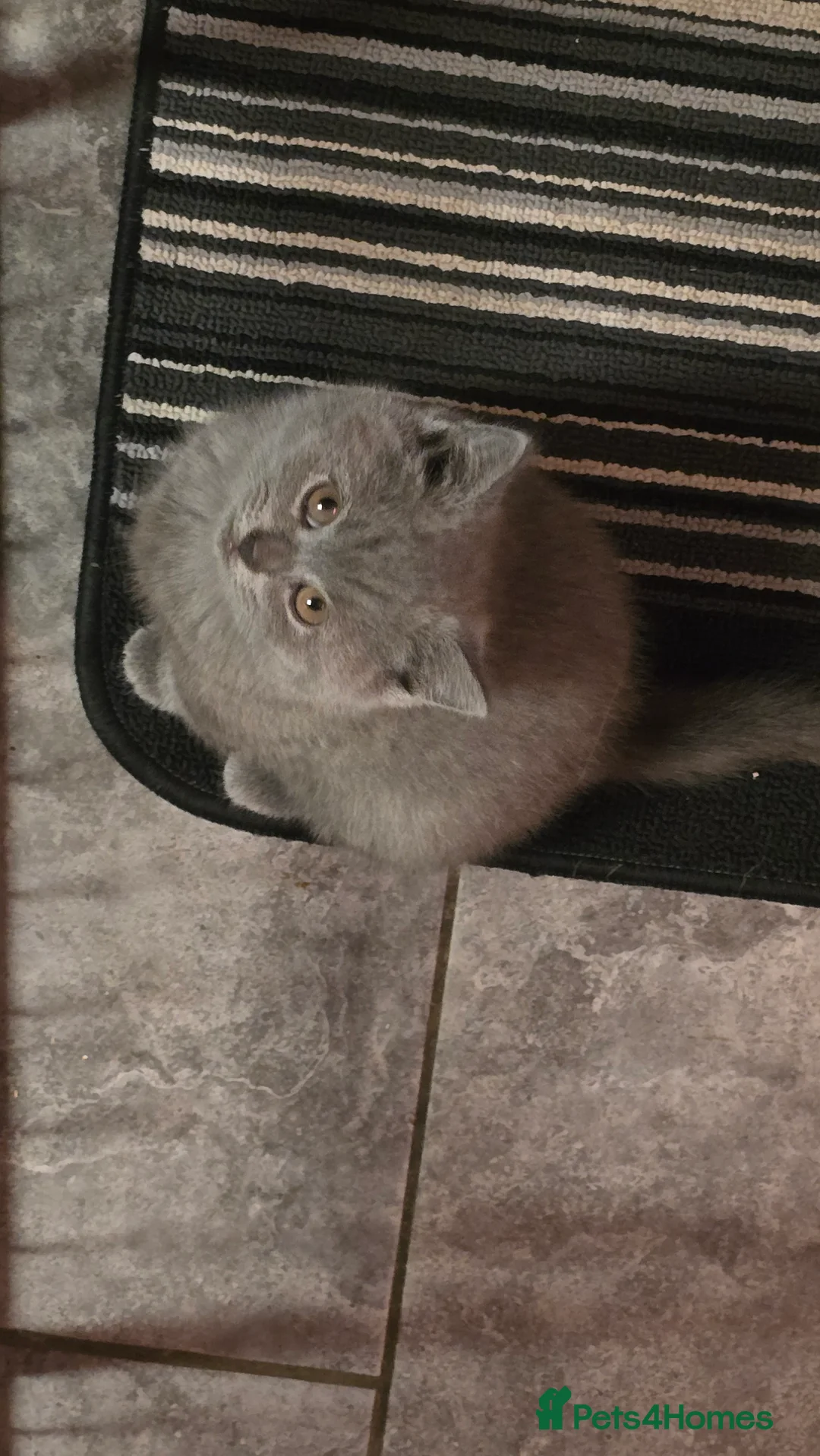 British Shorthair cats for sale: 6 british short hair ready to go  - Advert 2