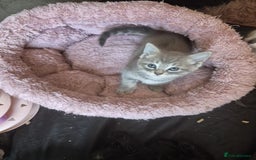 Norwegian Forest Cat cats for sale: Norwegian forest mixed tabby - Image 21