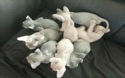 Sphynx cats for sale: Shynx Elf & Peterball kittens - Image 8