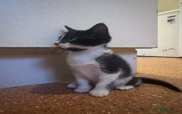 Mixed Breed cats for sale: 4 KITTENS  **  !! 🩷🩷 - Image 6