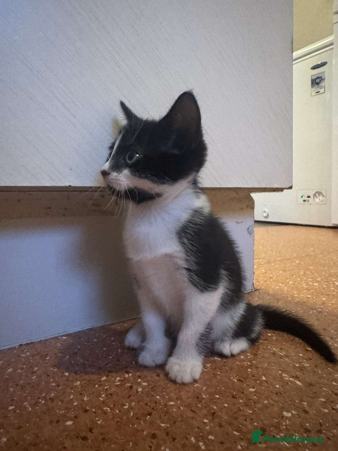 Mixed Breed cats for sale: 4 KITTENS  **  !! 🩷🩷 - Image 6