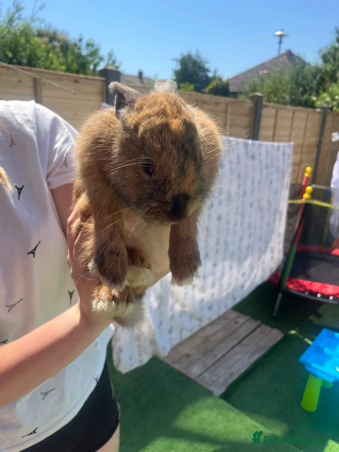 Mixed Breed rabbits for sale: Rabbit  - Advert 3