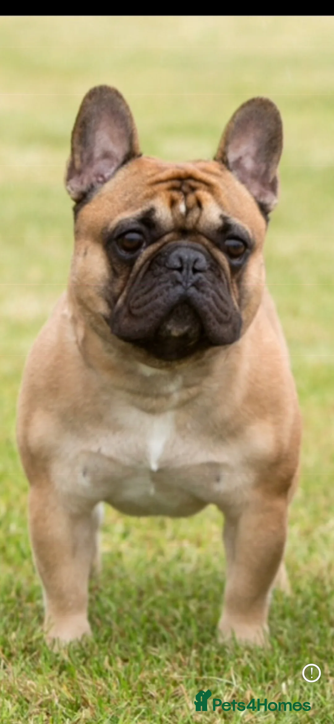 French Bulldog dogs for stud: Henri show winning red fawn stud  - Advert 16