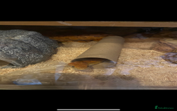 Corn Snake reptiles for sale: Lovely Corn Snake - Image 7
