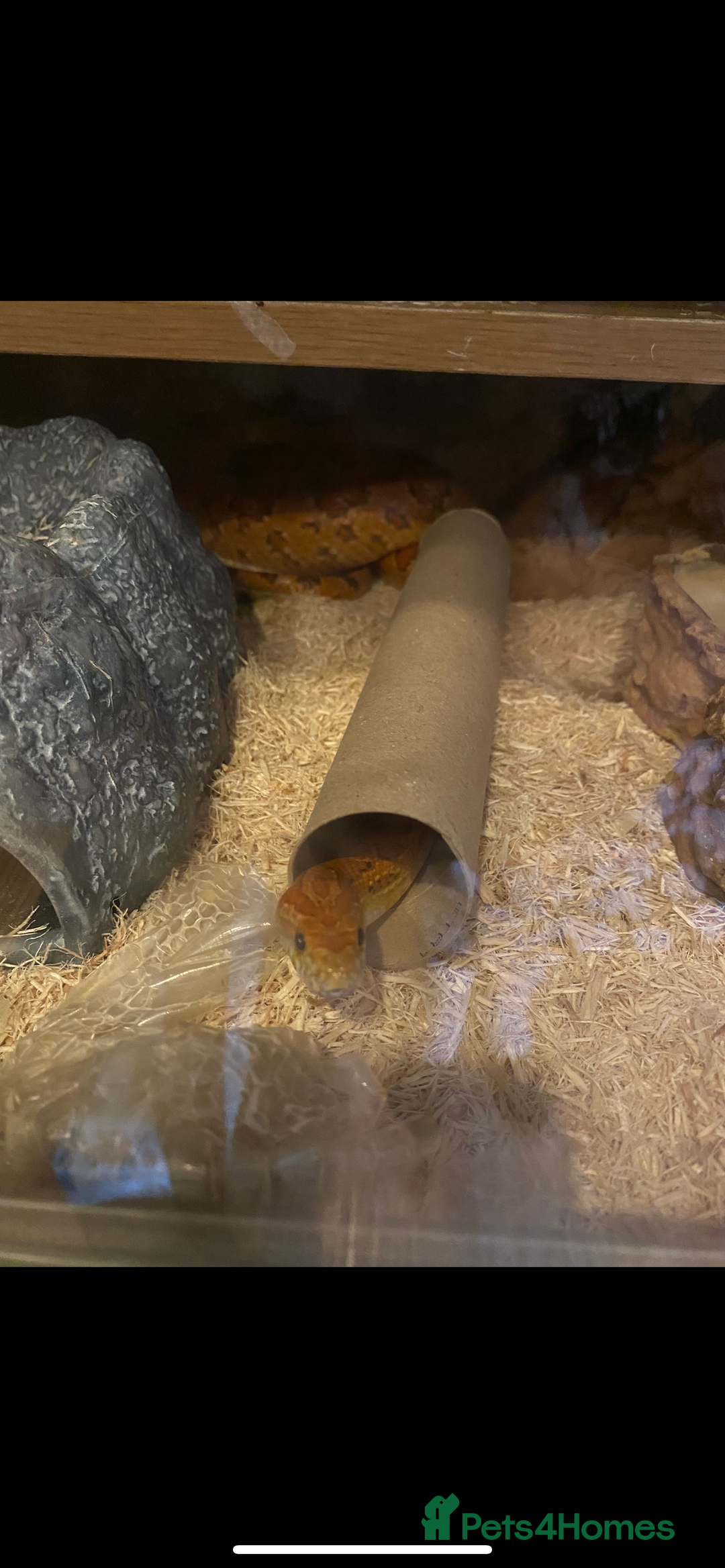 Corn Snake reptiles for sale: Lovely Corn Snake - Image 7