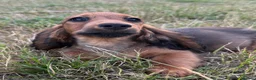 Miniature Dachshund dogs for sale: Kc registered miniature longhaired dachshunds   - Advert 6