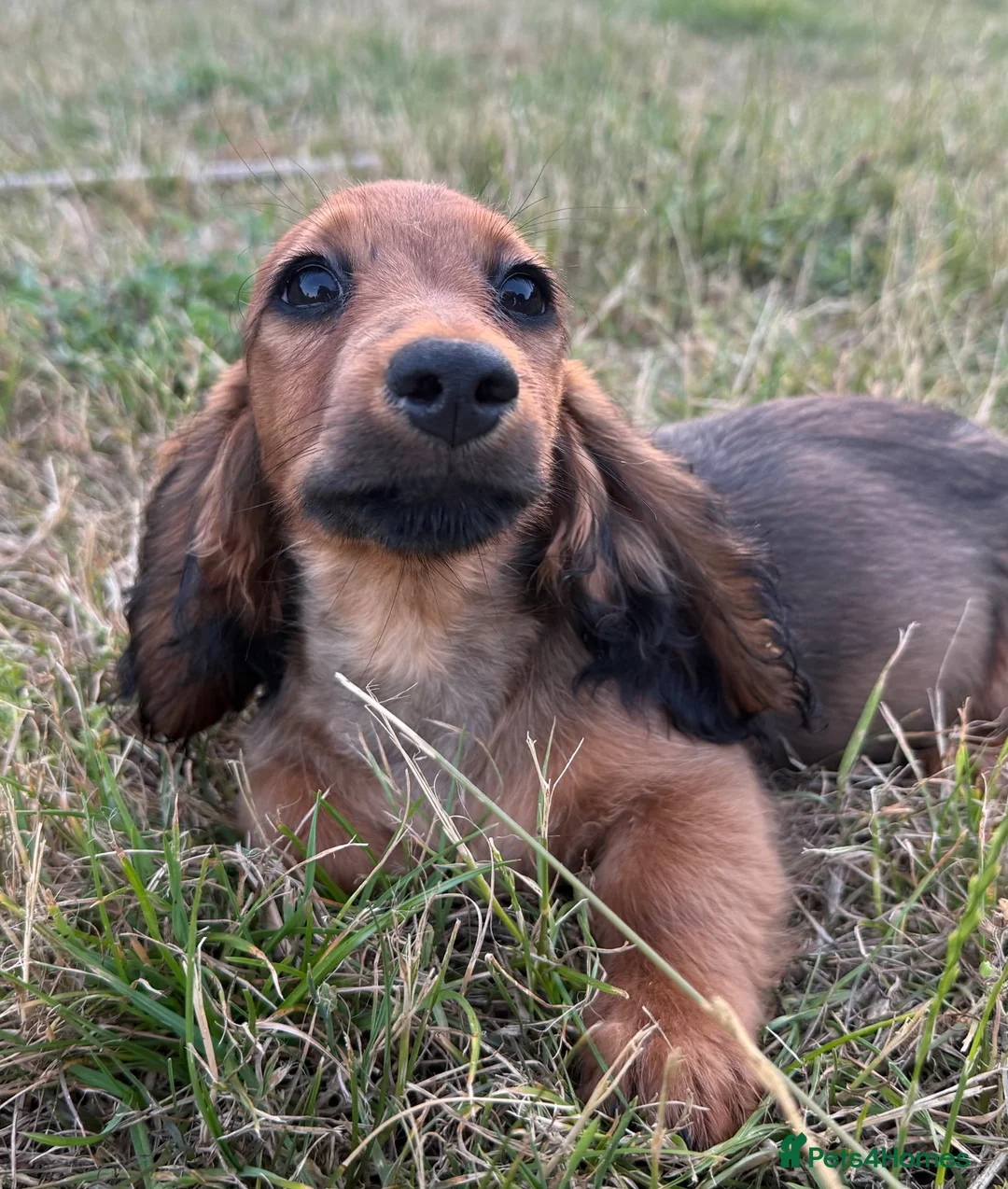 Miniature Dachshund dogs for sale: Kc registered miniature longhaired dachshunds   - Advert 6