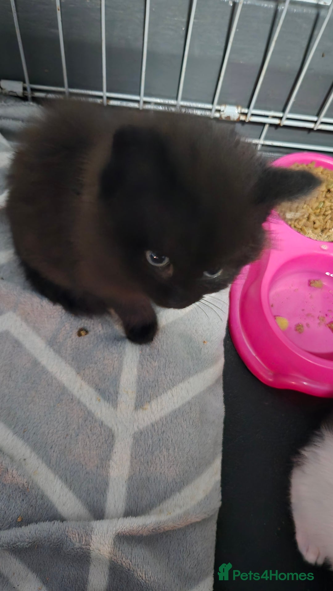 Mixed Breed cats for sale: Black fluffy female kitten  - Advert 2